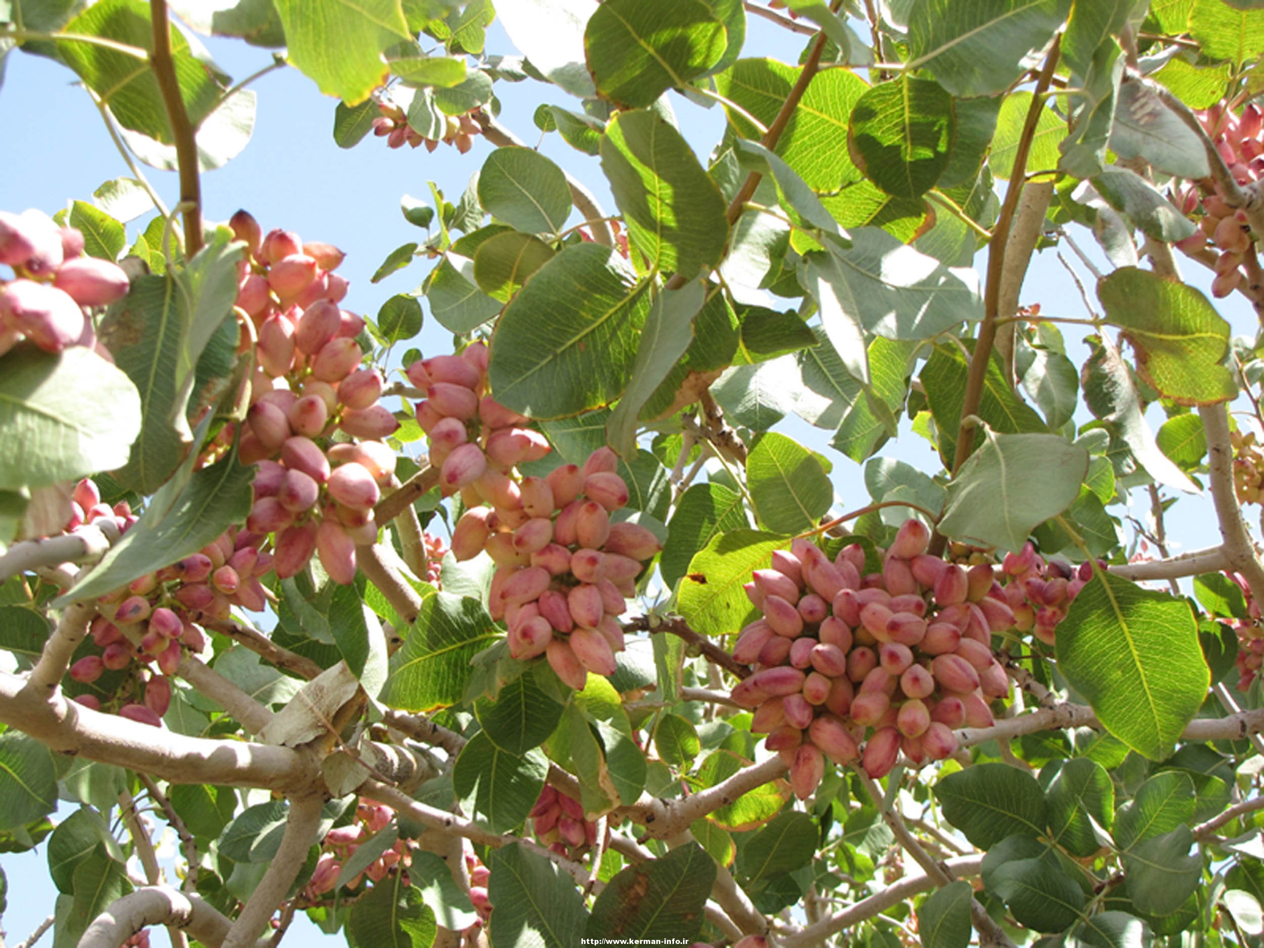 احداث باغ پسته مدرن در ایران